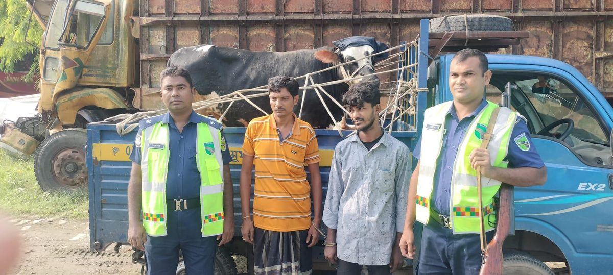 গরুসহ ছিনতাই পিকআপ ভ্যান উদ্ধার করলো পুলিশ