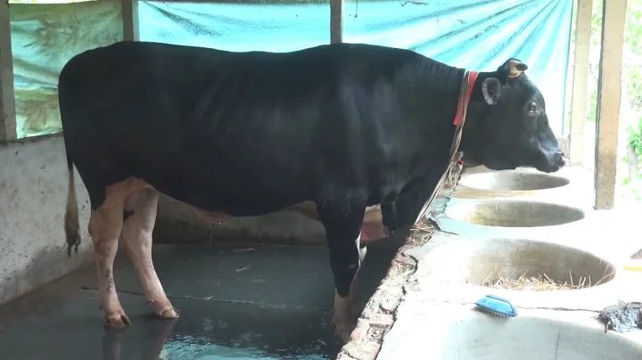 এবারের ঈদে পশুর হাট কাঁপাতে আসছে 'জায়েদ খান'