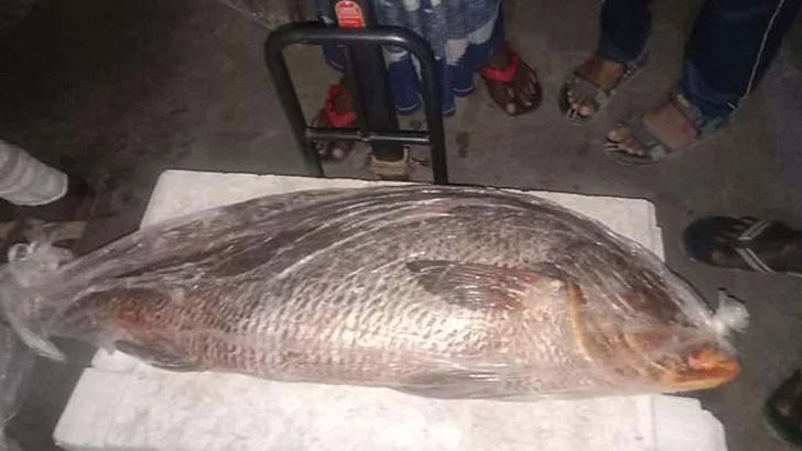 সুন্দরবনের একটি মাছের দাম ৪ লাখ টাকা!