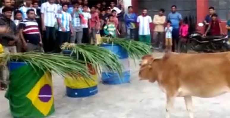 কাতার বিশ্বকাপ জিতবে কে, ভবিষ্যৎ বাণী করলো গরু