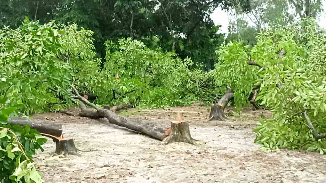 রাতের আঁধারে গাছ কাটার খবর, পরিদর্শনে গিয়ে উপজেলা দুপক সভাপতি আটক