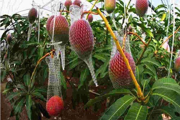 ফেসবুকে দাম ঘোষণার পর বাগান থেকে উধাও আম!