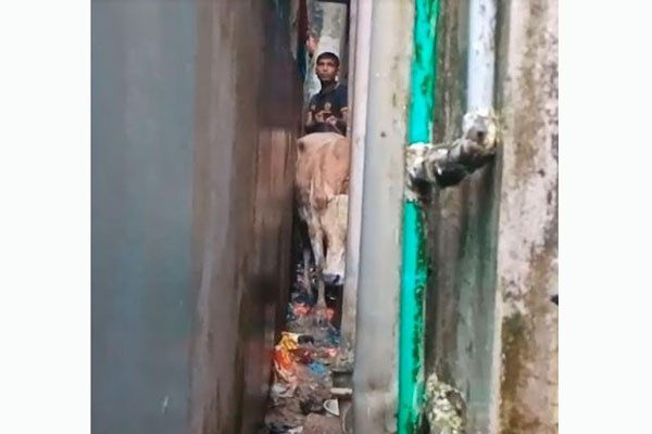 দুই ভবনের মাঝে আটকে গেল গরু, উদ্ধার করল ফায়ার সার্ভিস