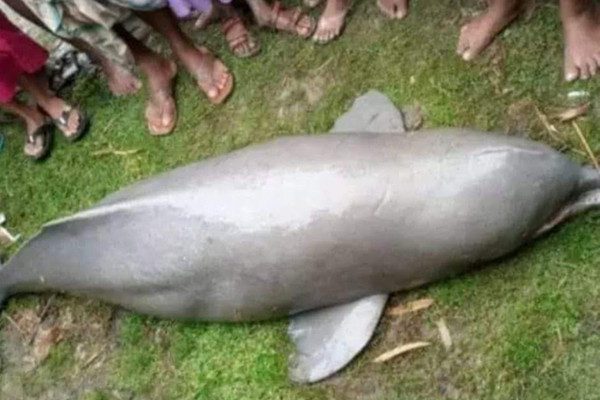 তিস্তায় জেলের জালে উঠল ৪ মণ ওজনের ডলফিন