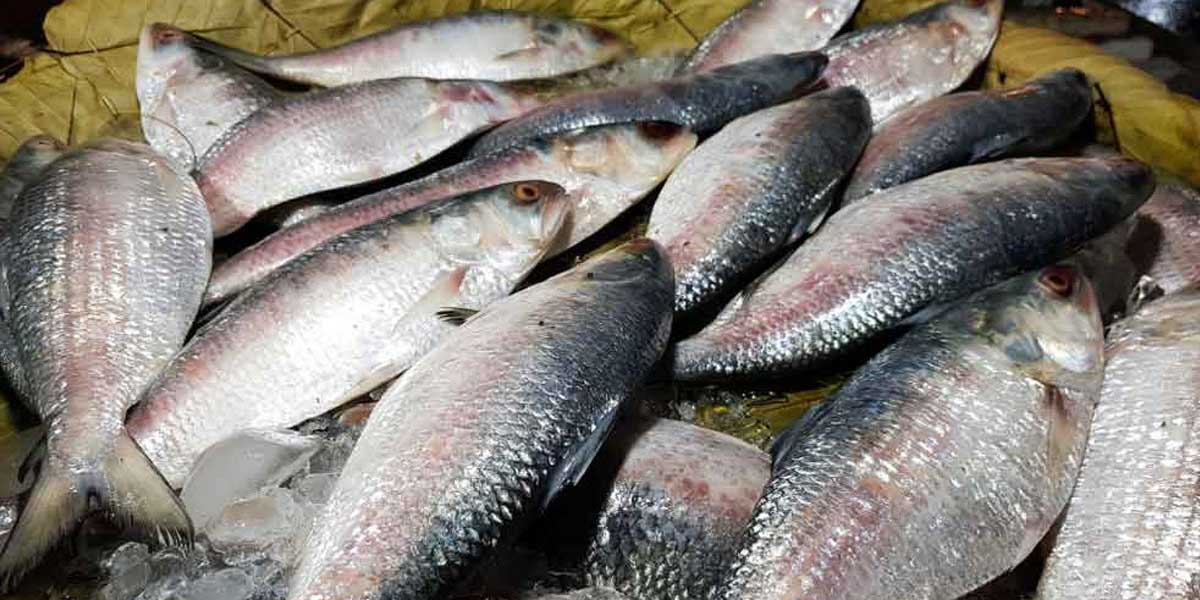 সরকারি নিষেধাজ্ঞায় ইলিশ রপ্তানি বন্ধ