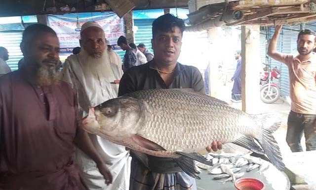 পদ্মায় ধরা পড়ল ২০ কেজির কাতলা, ২৩ হাজারে বিক্রি