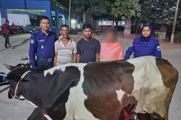 নারীকে দিয়ে গরু চুরি, গ্রেপ্তার ৩