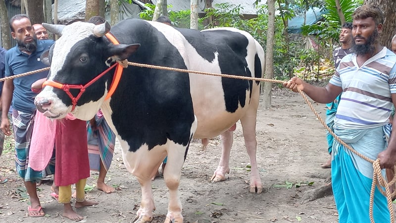 এবার কোরবানির গরুর হাট কাঁপাবে কিশোরগঞ্জের ‘আলীরাজ’