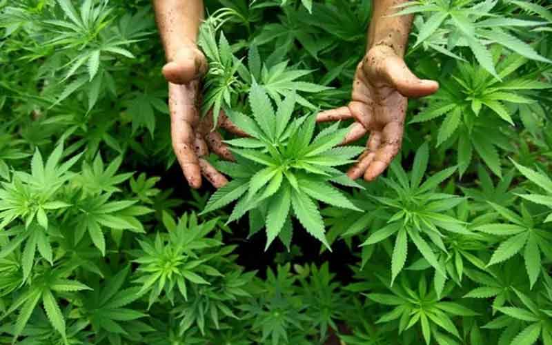 বিশ্বজুড়ে ২৬ কোটি মানুষ গাঁজাখোর!