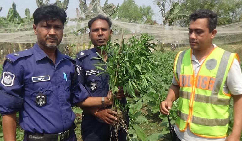সবজির সঙ্গে গাঁজা চাষ!