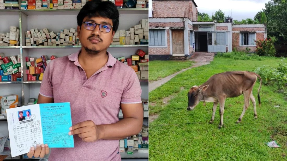 কিস্তির টাকা নিয়ে শঙ্কা, গ্রাহকের গরু নিয়ে গেলেন এনজিও কর্মীরা