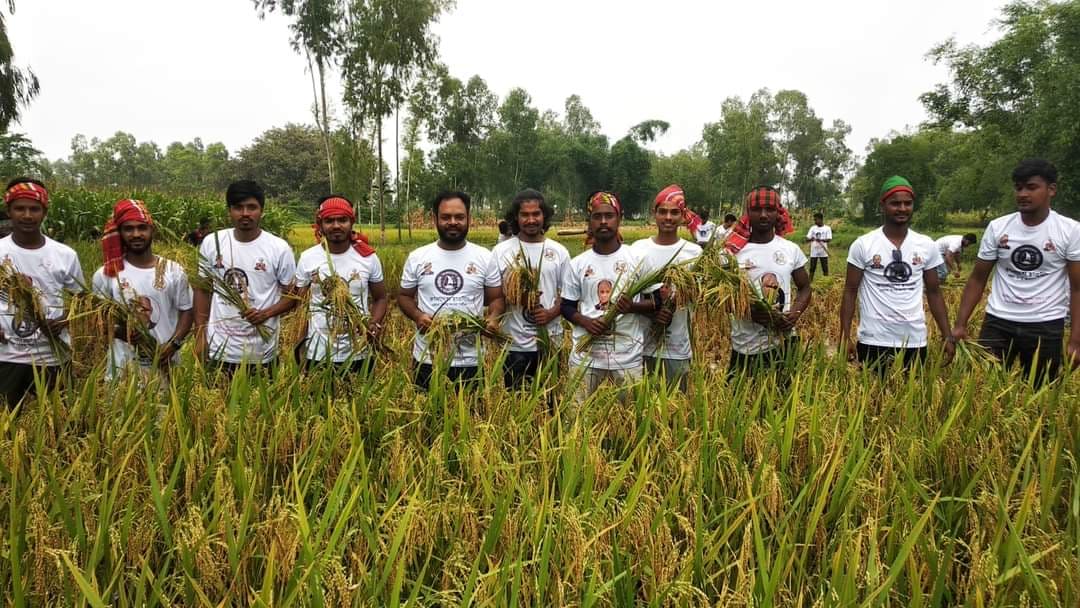 পঞ্চগড়ে দরিদ্র কৃষকের ধান কেটে দিল ছাত্রলীগ