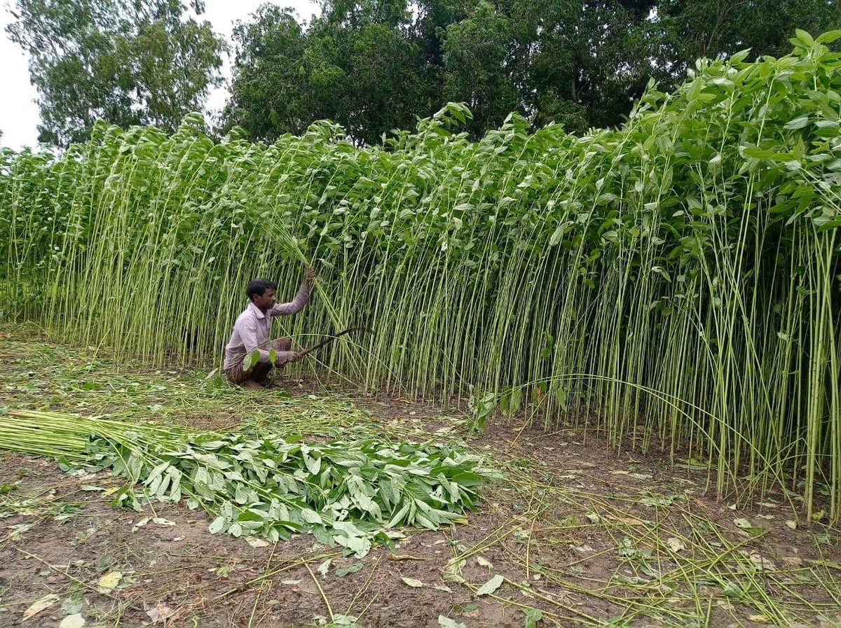 বন্যার শঙ্কায় পাট কাটতে ব্যস্ত চাষিরা