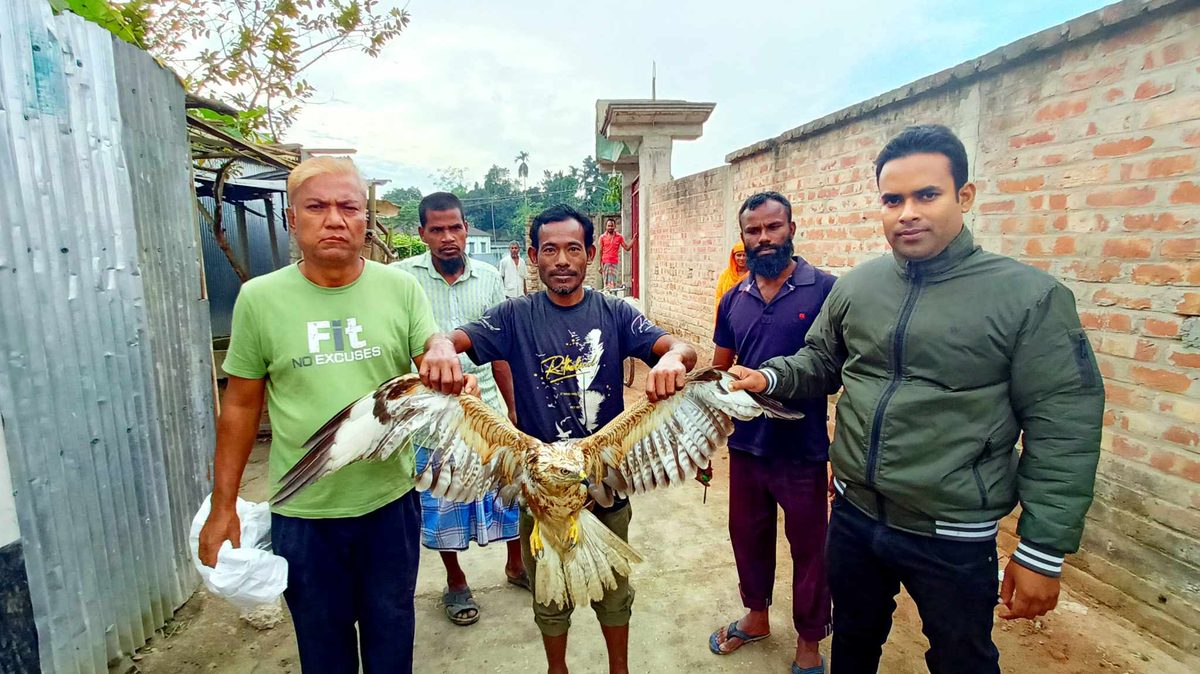 দেবীগঞ্জে বিলুপ্ত প্রজাতির ঈগল উদ্ধার