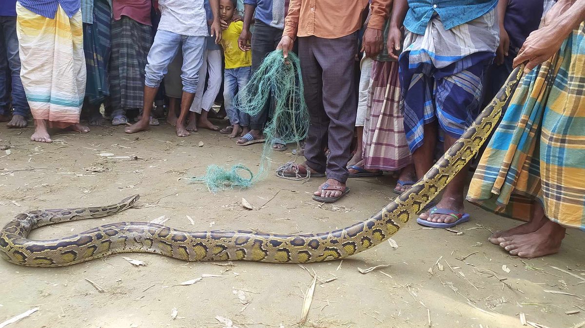 পঞ্চগড়ে ধানক্ষেত থেকে ৮ ফুটের অজগর উদ্ধার