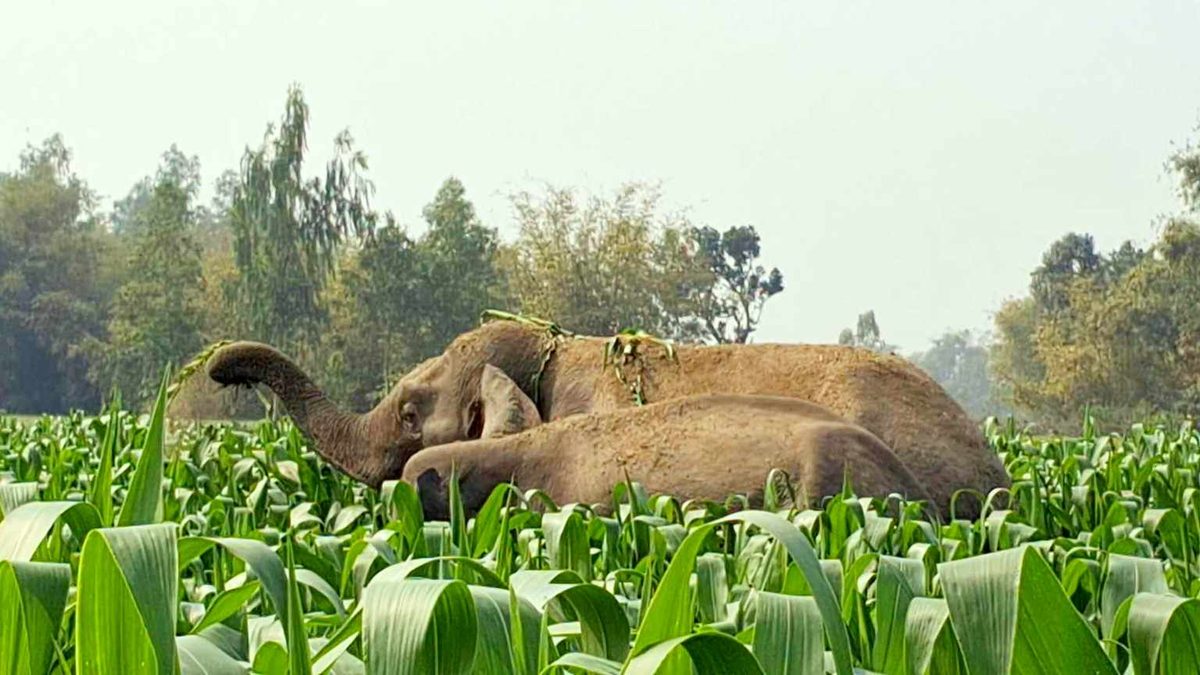 নিজ দেশে ফিরলো বাংলাদেশে আসা ভারতীয় বন্য হাতি