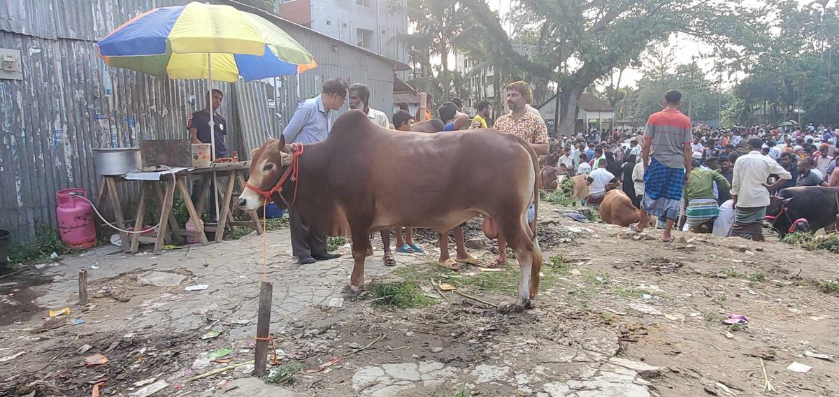 করিমগঞ্জে জমজমাট কোরবানির পশুর হাট