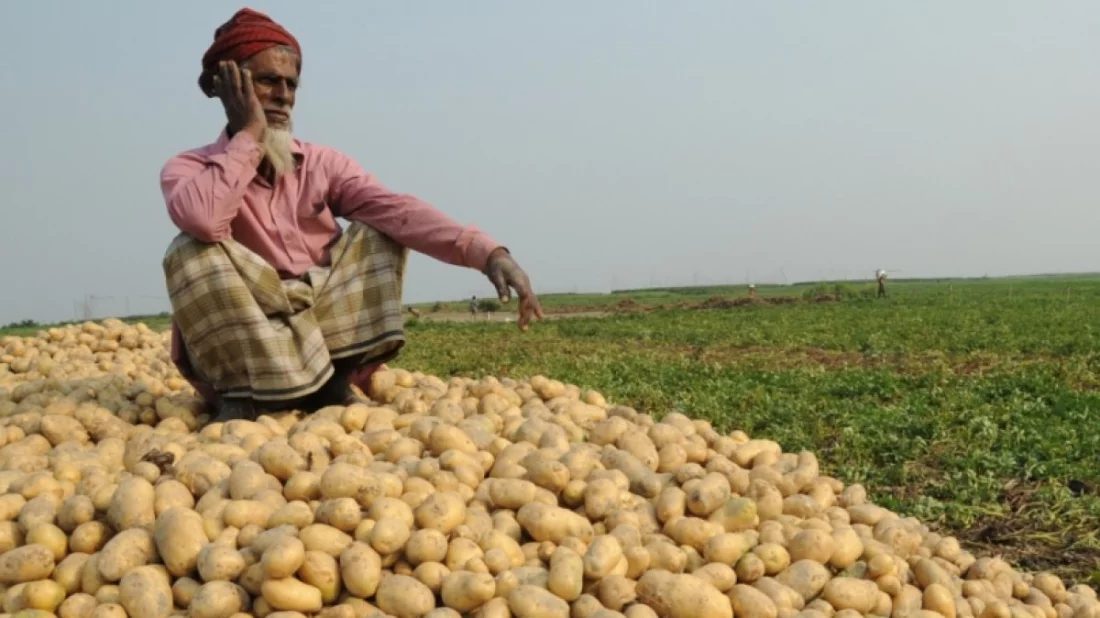 আলুর কেজি ৫ টাকা, বিপাকে কৃষক