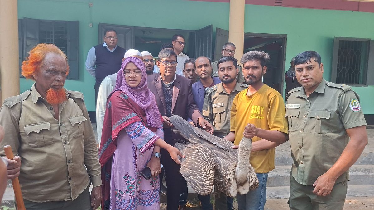 জামালপুরে বিরল প্রজাতির শকুন উদ্ধার, বন বিভাগের কাছে হস্তান্তর