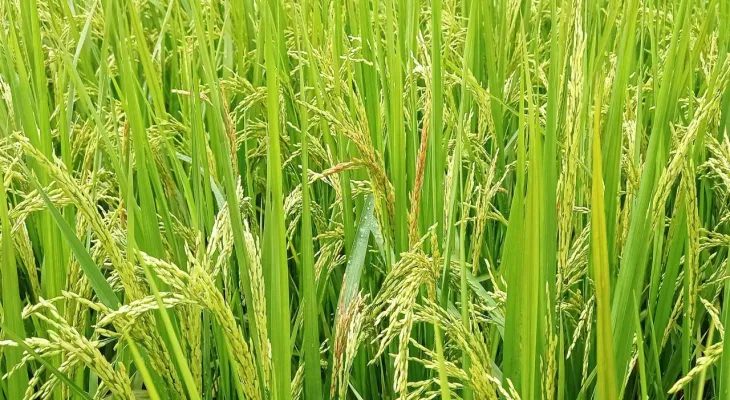 দেবীগঞ্জে লক্ষ্যমাত্রার অধিক জমিতে রোপা আমন চাষ