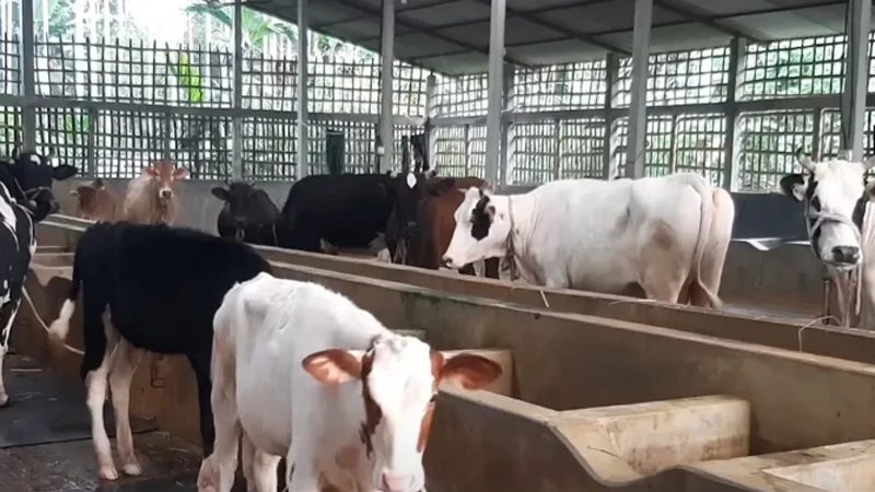 গো-খাদ্যের দাম বৃদ্ধিতে সংকটে পড়েছে পঞ্চগড় ডেইরি হাব