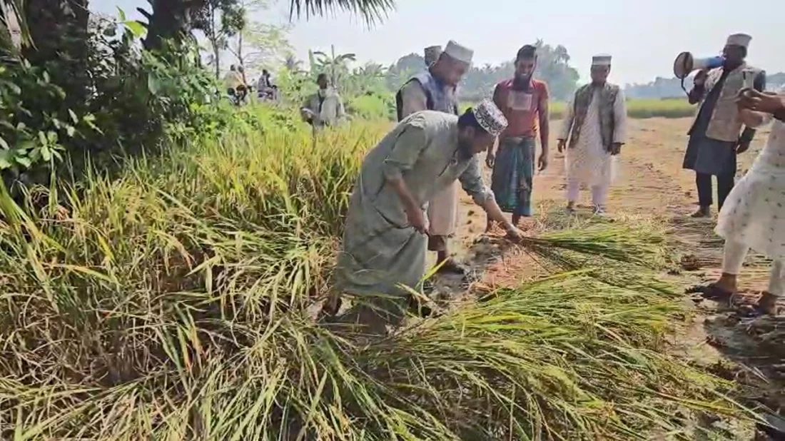কৃষকের ধান কেটে দিলেন জামায়াত মনোনীত প্রার্থী মুফতি আমির হামজা