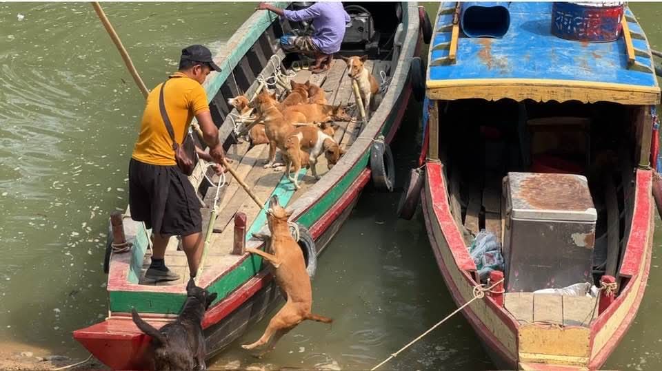 ১২ হাজার টাকায় রাঙ্গামাটি থেকে মিজোরামে পাচার হচ্ছে কুকুর