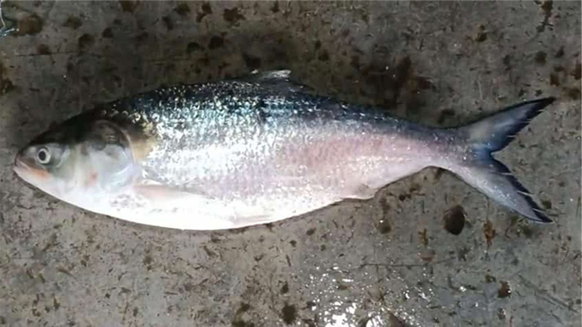 এক ইলিশের দাম ৬ হাজার টাকা!