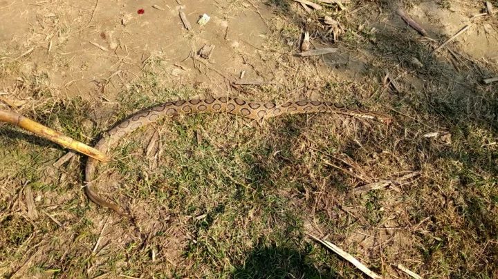 পাংশায় রাসেল ভাইপার পিটিয়ে মারল কয়েকজন শিশু