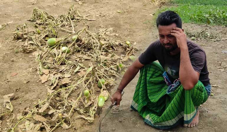 রাতের আঁধারে কৃষকের বেগুন গাছ কাটল দুর্বৃত্তরা