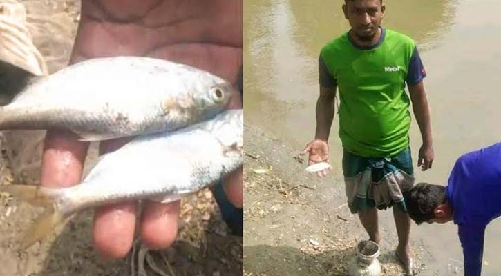 পুকুরে মিলল ৮টি ইলিশ