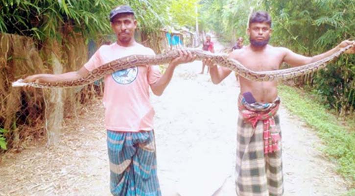 পাথরঘাটায় ১৩ ফুট লম্বা অজগর উদ্ধার