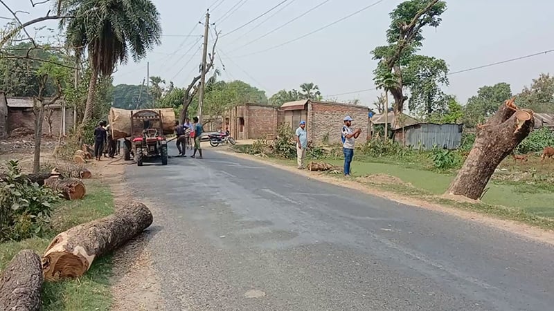 ড্রেন নির্মাণের জন্য কাটা হল আড়াইশো গাছ