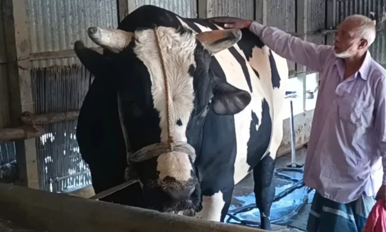 রাজবাড়ীতে ৩৬ মণ ওজনের ‘বস’কে ঘিরে ভিড়