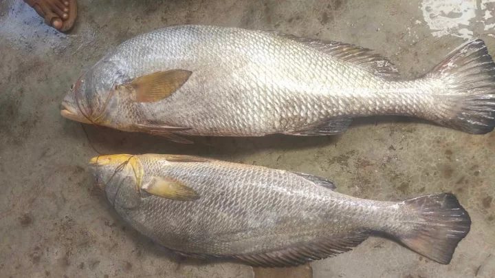দুই মাছ বিক্রি হলো সোয়া লাখ টাকায়