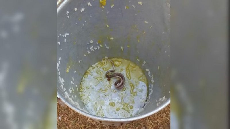 স্কুলের দেওয়া খিচুড়িতে মিললো মরা সাপ!
