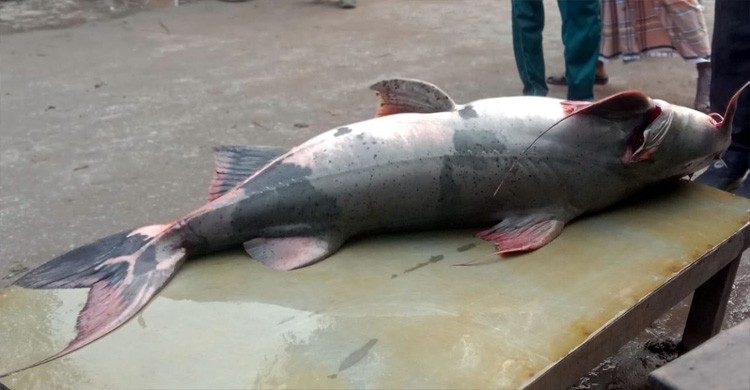 যমুনায় ধরা পড়লো ৪২ কেজির বাঘাড় মাছ
