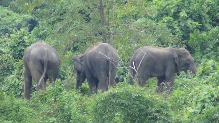 রাঙামাটিতে বন্য হাতির আক্রমণে স্কুলছাত্রের মৃত্যু