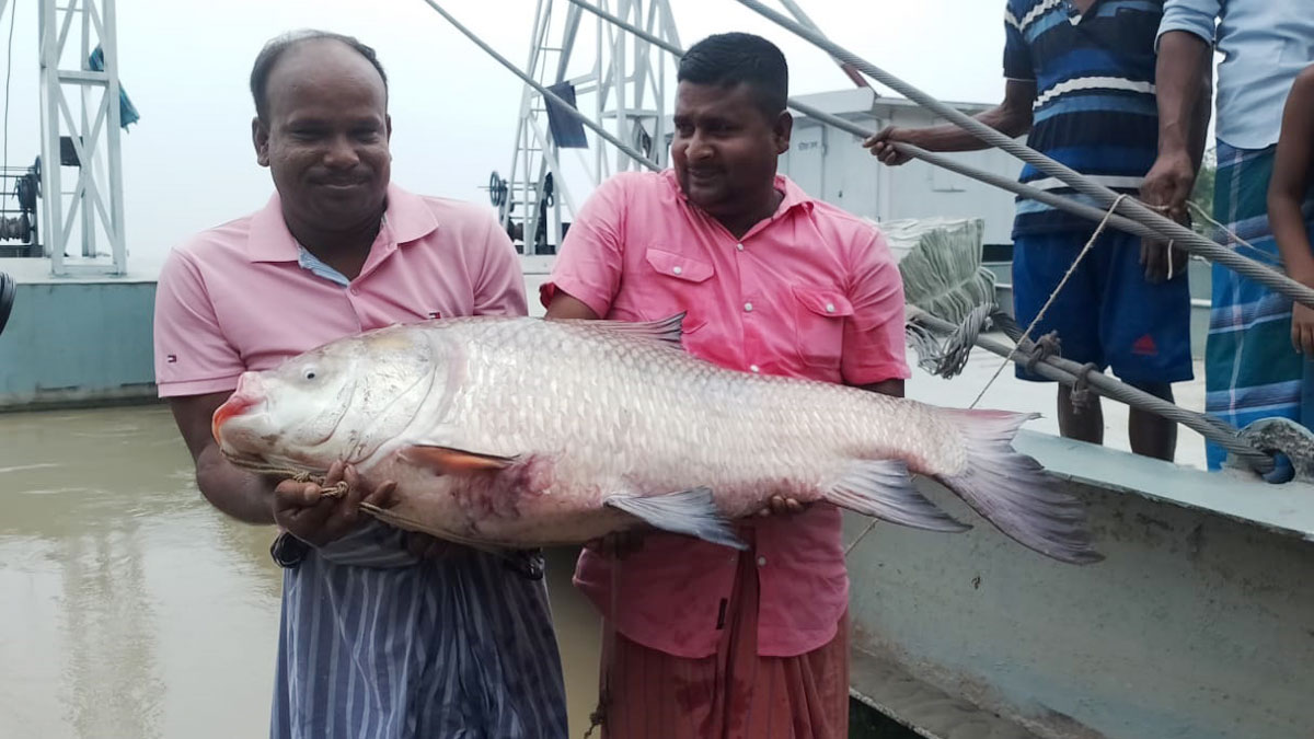 পদ্মার এক কাতল সাড়ে ২৭ হাজারে বিক্রি