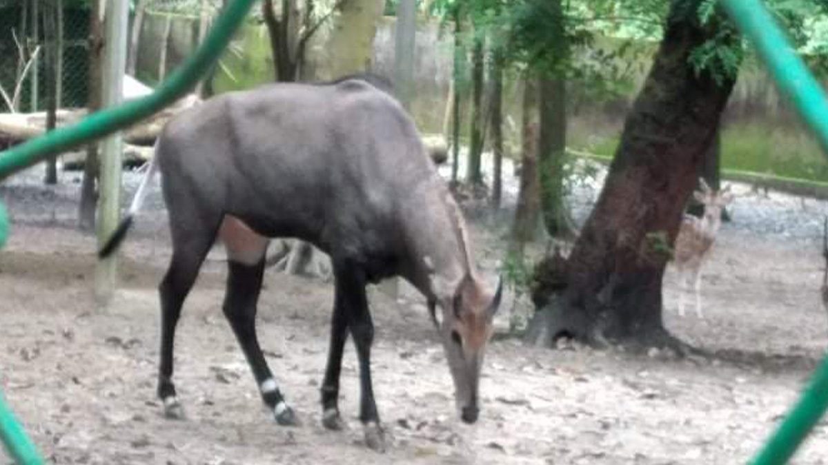 সাফারি পার্কের দেয়াল টপকে পালিয়েছে নীলগাই