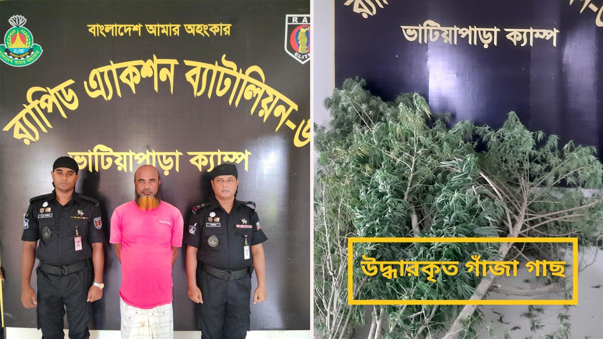 সবজি ক্ষেতে গাঁজার চাষ, আটক ১