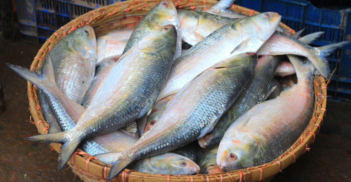 What happens to the body after eating hilsa eggs?