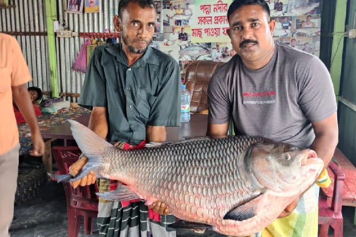 পদ্মায় ধরা পড়ল সাড়ে ২৭ কেজির কাতল