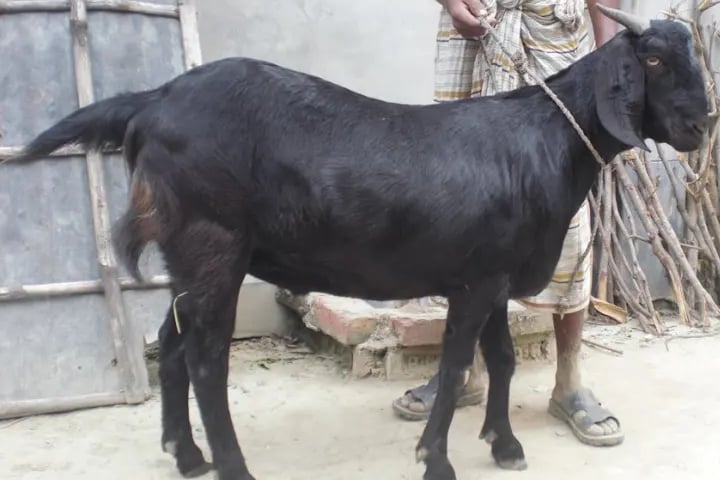 সুনামগঞ্জে এবার ছাগল নিয়ে সংঘর্ষ, আহত ১০