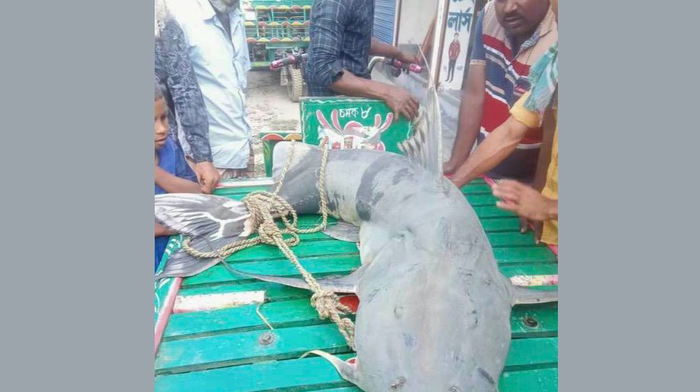 যমুনায় ধরা পড়ল ৬৩ কেজির বাঘাইর