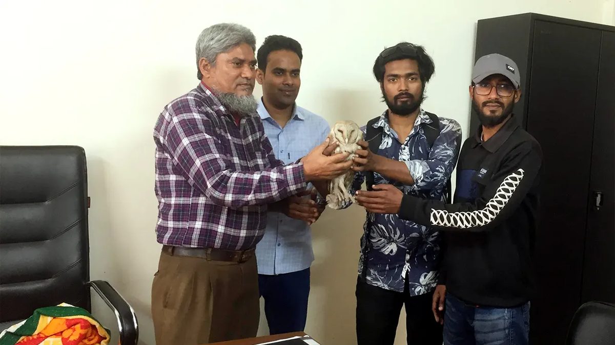 পঞ্চগড়ে বিপন্ন লক্ষ্মীপেঁচা উদ্ধার