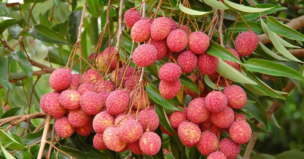 লিচুর বিচি শিশুর গলায় আটকে গেলে যা করবেন