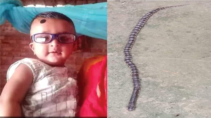 কুষ্টিয়ায় সাপের কামড়ে শিশুর মৃত্যু