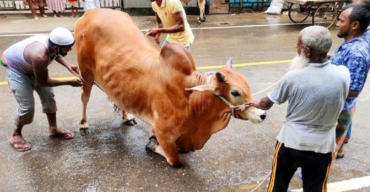 ঈদুল আজহায় পশু কোরবানির শীর্ষে রাজশাহী, সবচেয়ে কম সিলেটে