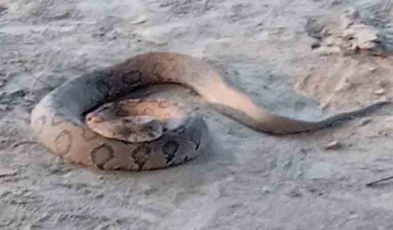 কুষ্টিয়া গড়াই নদীর চর থেকে বিষধর রাসেল ভাইপার উদ্ধার